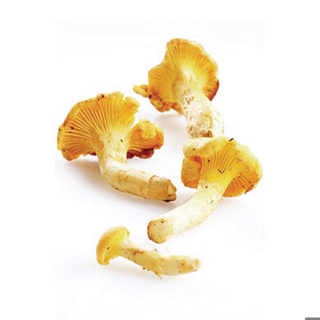 Mushroom- Mini Girolle 1kg