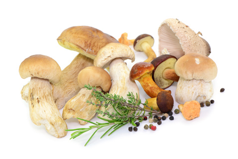 Mushrooms - Fresh Mixed Wild 1KG TRAY