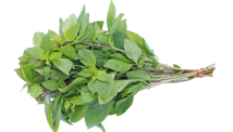 Herb - Thai Basil 100g pre pack