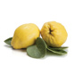 Quince (Case of 12)