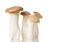 King Oyster Mushrooms Case of 4kg