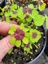 Speciality Leaves - Golden Oxalis