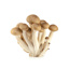 Brown Shimejii / Brun Mushroom 150GM